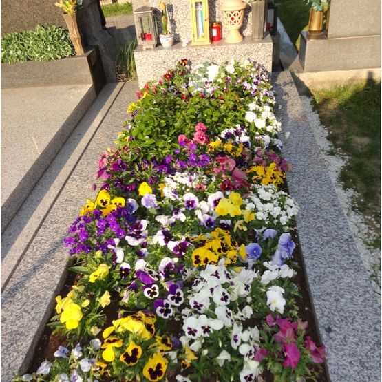 Frühjahrblumen